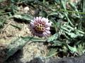 Ladakh Fleabane