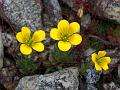 Ladakh Saxifrage
