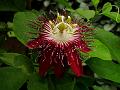 Lady Margaret Passion Flower