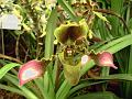 Lady's Slipper Orchid