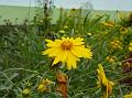 Lanceleaf Coreopsis