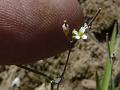 Lanceleaf Whitlow Grass