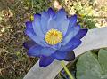 Large Blue Water Lily
