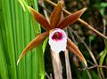 Large Nun's Orchid