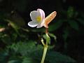 Large Winged Begonia