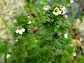 Large-Bract Eyebright