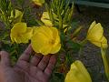 Large-Flower Evening Primrose