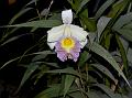 Large-Flower Sobralia