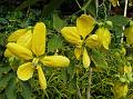 Large-Flowered Cassia