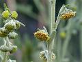 Large-Flowered Wormwood
