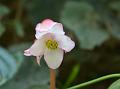 Leaf-Ring Begonia