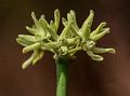 Leafless Climbing Milkweed