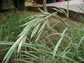 Lemon Grass