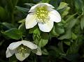 Lenten Rose