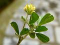 Lesser Hop Trefoil