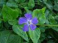 Lesser Periwinkle
