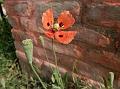 Long-Head Poppy