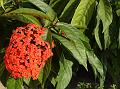 Long-Leaf Ixora