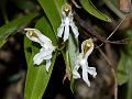 Low-Lying Coelogyne