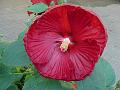 Luna Red Rose Mallow