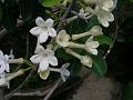 Madagascar Jasmine