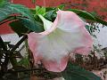 Magnificent Angel's Trumpet