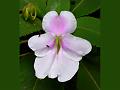 Malabar Whitish Balsam
