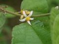 Mallow-Leaved Crossberry