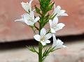 Manipur Loosestrife