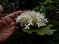 Many-Flowered Ixora