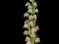 Margined Rattlesnake Plantain