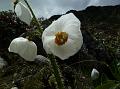 Merak White Poppy