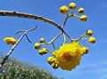 Mexican Buttercup Tree