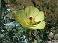 Mexican Prickly Poppy