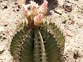 Monk's Hood Cactus