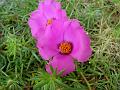 Moss Rose