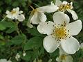 Musk Rose