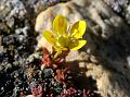 Nano Saxifrage