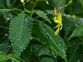 Narrow Flowered Balsam