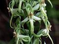 Narrow-Petal Habenaria