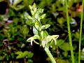 Narrow-Stem Habenaria