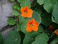 Nasturtium