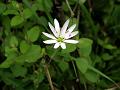 Nepal Chickweed