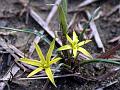 Netveined Star of Bethlehem