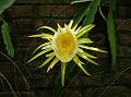 Night Blooming Cereus
