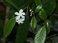 Nilgiri Crape Jasmine