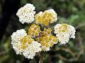 Nilgiri Golden Cudweed