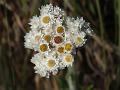 Nilgiri Pearly Everlasting