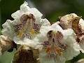 Northern Catalpa