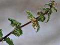 Northern Nettle